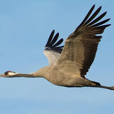 Ferienhaus Ciara Apartman Splietsdorf